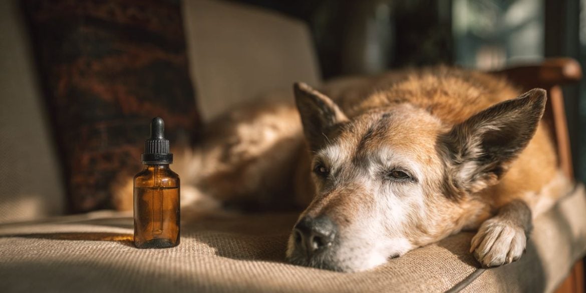 This shows a dog and CBD oil.
