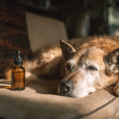 This shows a dog and CBD oil.