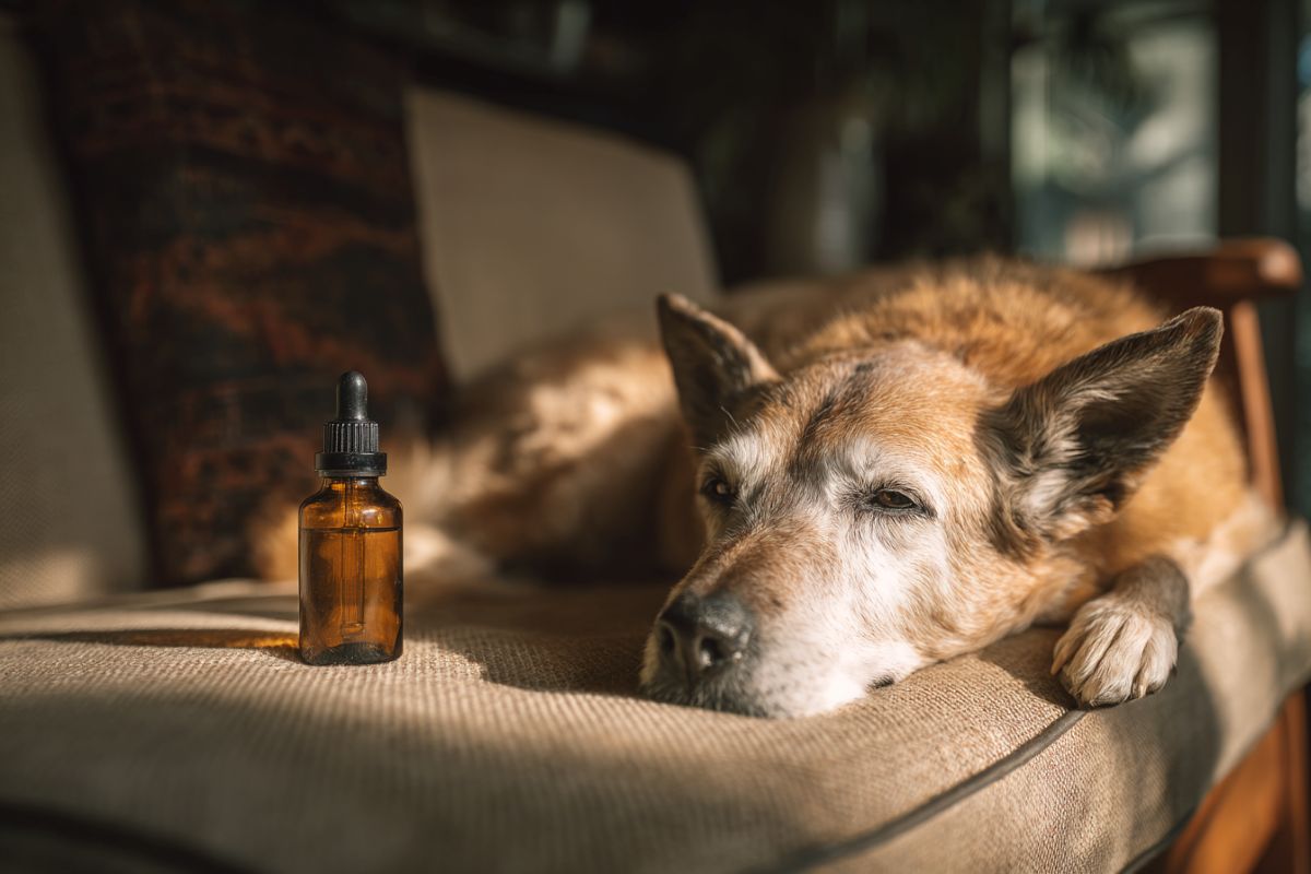 This shows a dog and CBD oil.