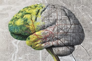 This shows a brain and a map overlay.