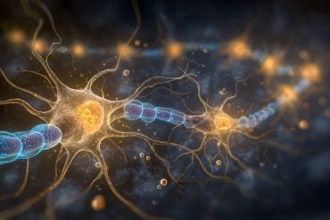 this shows a neuron.