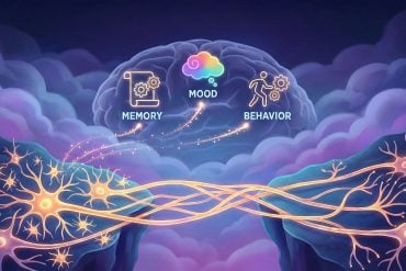 This shows a brain and neurons.