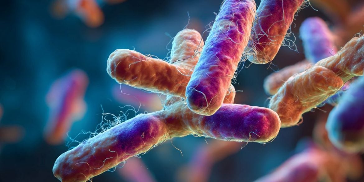 This shows bacteria.