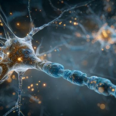 This shows a neuron.