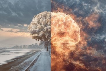 This shows a photo of a tree and a brain on fire.