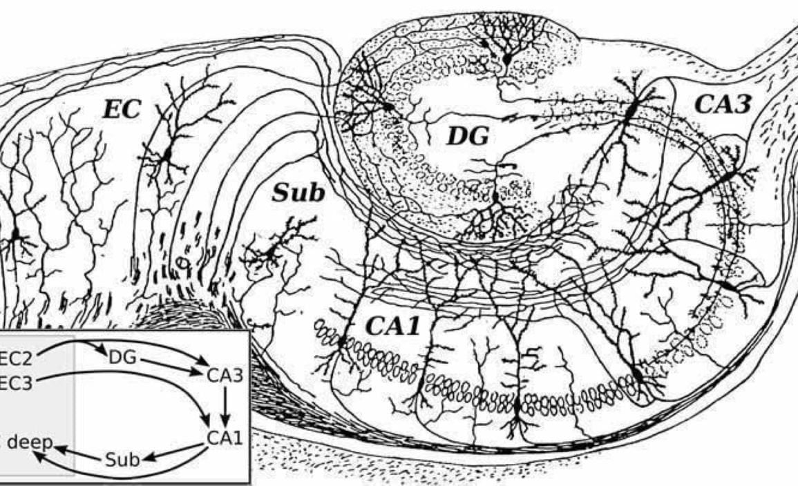 Hippocampus Predicts Rewards by Reorganizing Memories
