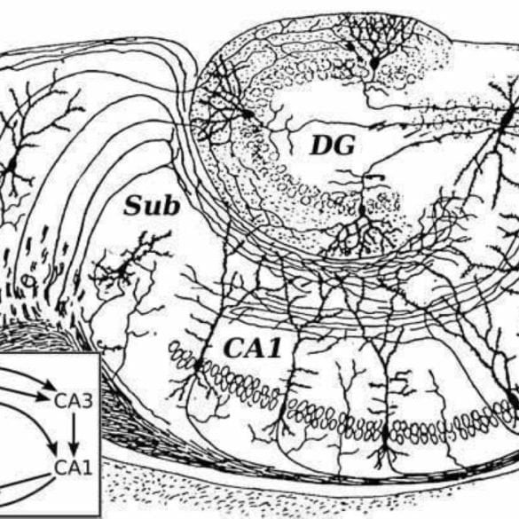 The image shows a drawing of a hippocampus.