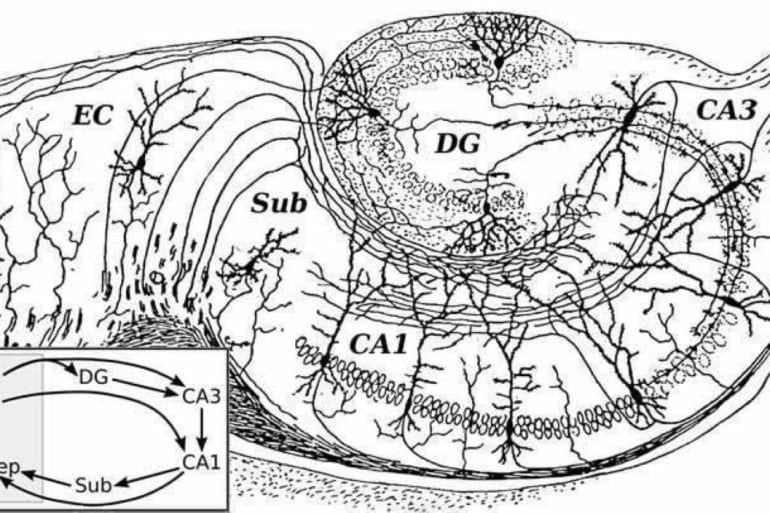 The image shows a drawing of a hippocampus.