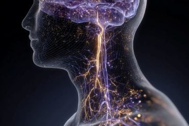 This shows the vascular system in the head and neck.