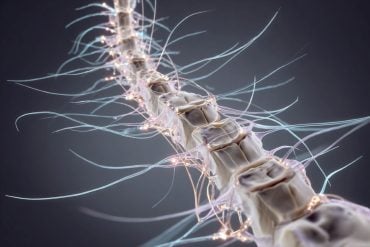 This shows a spine with wires, like neurons, coming out of it.