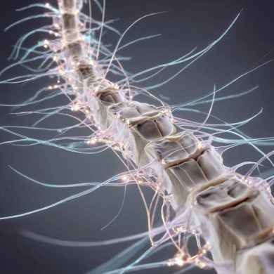 This shows a spine with wires, like neurons, coming out of it.