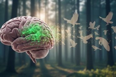 This shows a brain surrounded by birds.