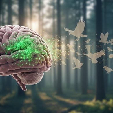 This shows a brain surrounded by birds.