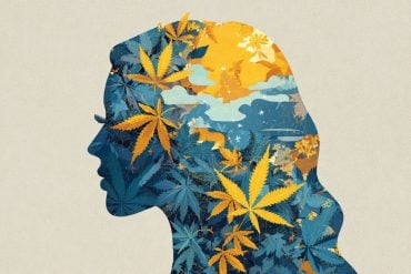 This shows the outline of a person's head filled with cannabis leaves.