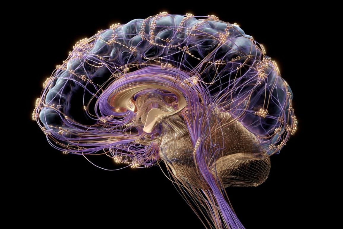 Decoding the Cerebellums Secret Role in Human Language