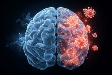 This shows a brain surrounded by the COVID virus