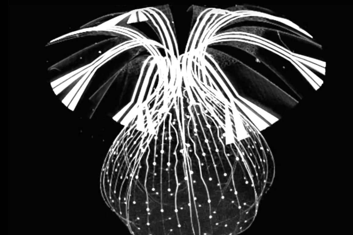 Electronic Mesh Wraps Around Mini-Brains to Eavesdrop on Neural Circuits