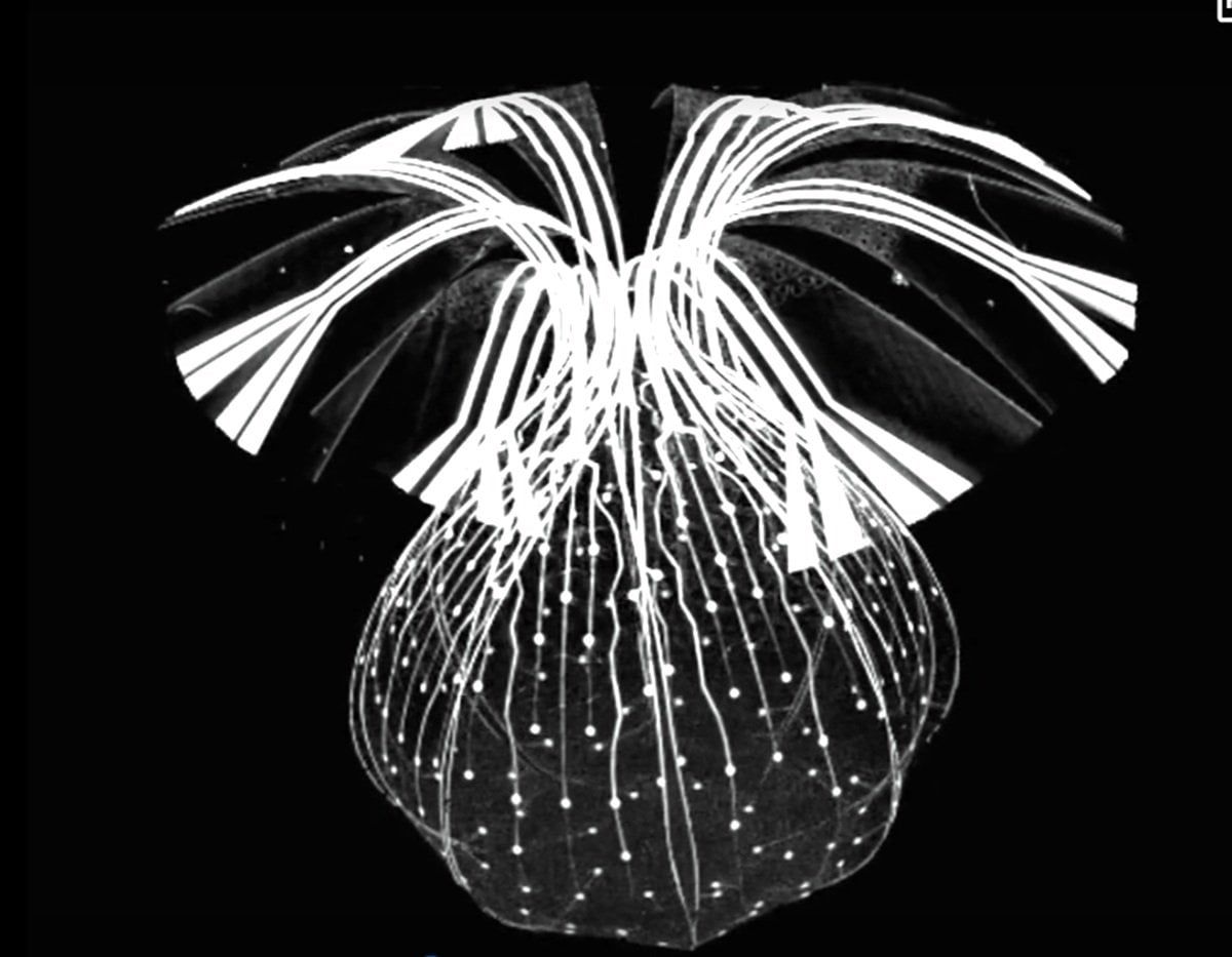 This shows the mesh.