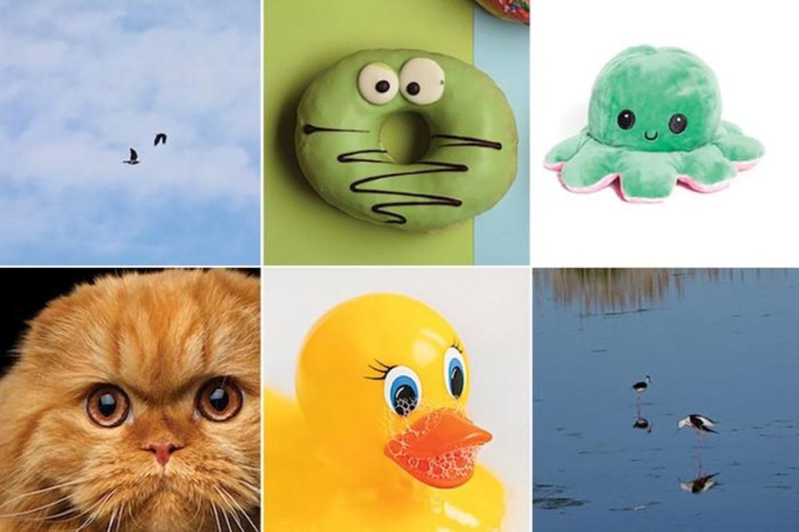 This shows a rubber duck, a donut dog toy, a cat and some birds.