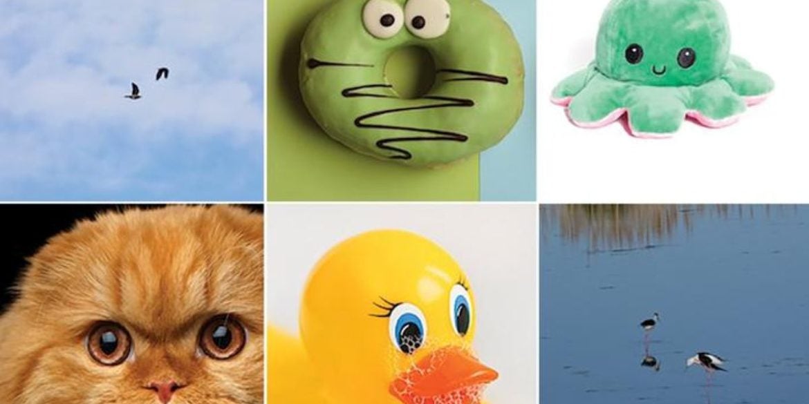 This shows a rubber duck, a donut dog toy, a cat and some birds.