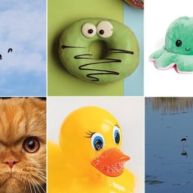 This shows a rubber duck, a donut dog toy, a cat and some birds.