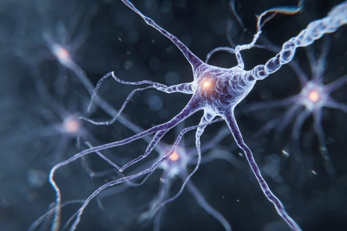 This shows a neuron.