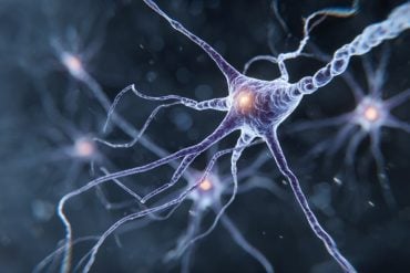 This shows a neuron.