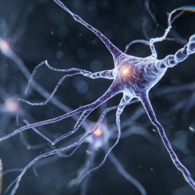 This shows a neuron.