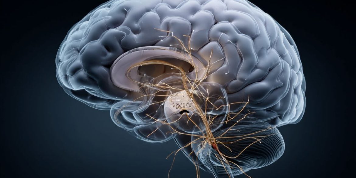 This shows a diagram of a brain with the areas identified as part of the compulsion network highlighted.