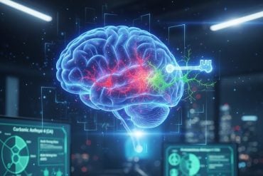 This shows a brain with the nucleus accumbens highlighted, showing where the drug activates to prevent opioid relapse behaviors.