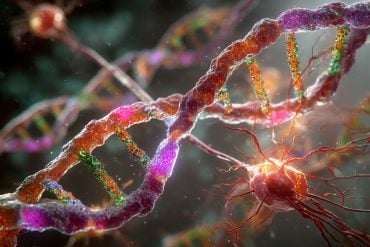 This shows DNA and glial cells.