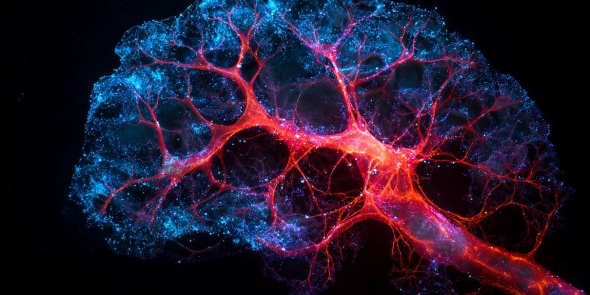This shows metabolic pathways in the brain.