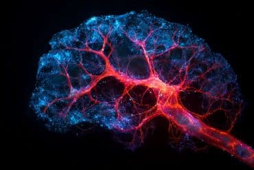 This shows metabolic pathways in the brain.