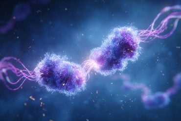 This is an AI rendering of two ribosomes.