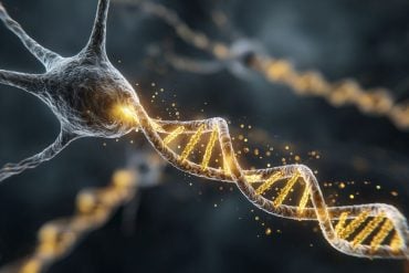 This shows DNA coming out of a neuron, representing this article states the link between neuroscience and genetics in memory research.