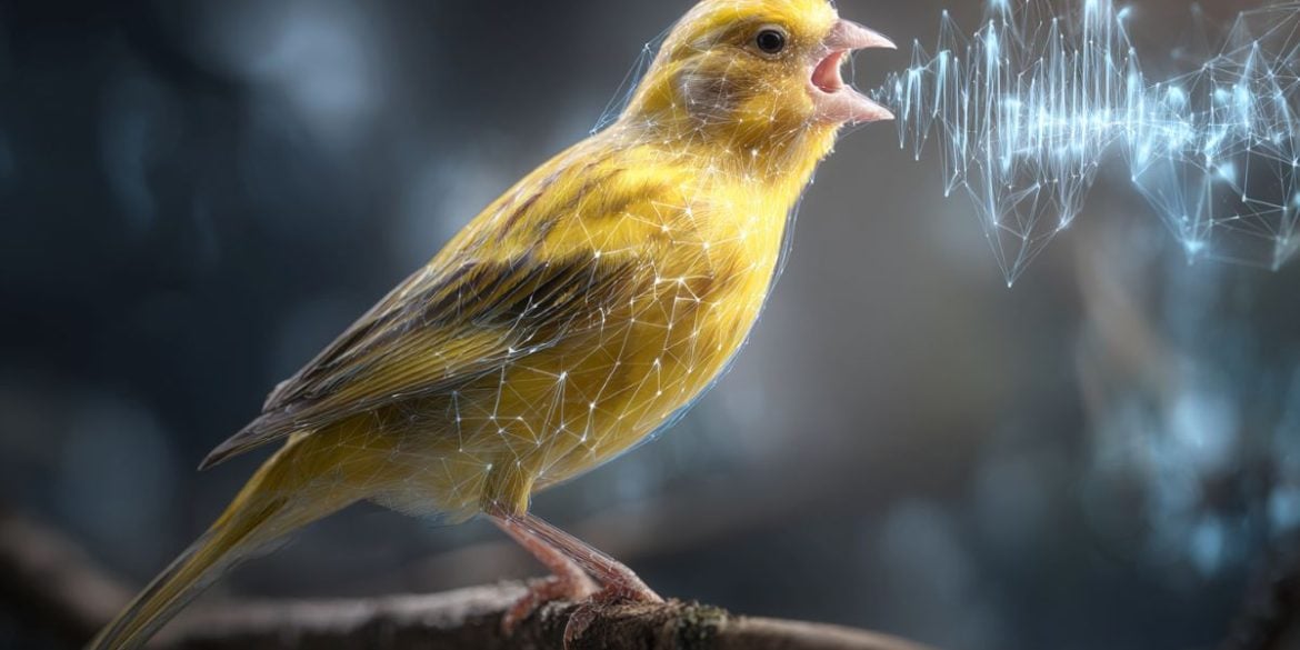 This shows a canary singing and sound waves.