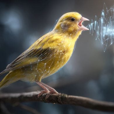 This shows a canary singing and sound waves.