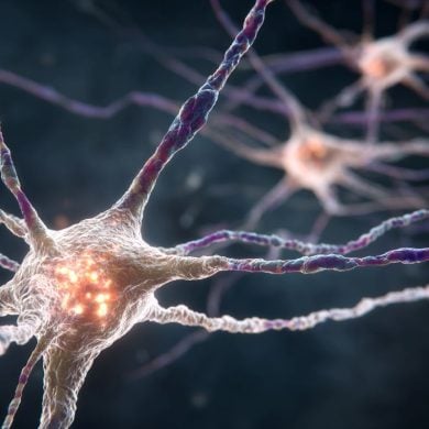 This shows a neuron.