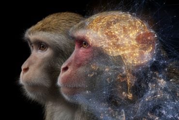 This shows two macaques, one has a glowing golden brain overlaid.