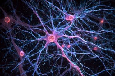 This shows astrocytes.