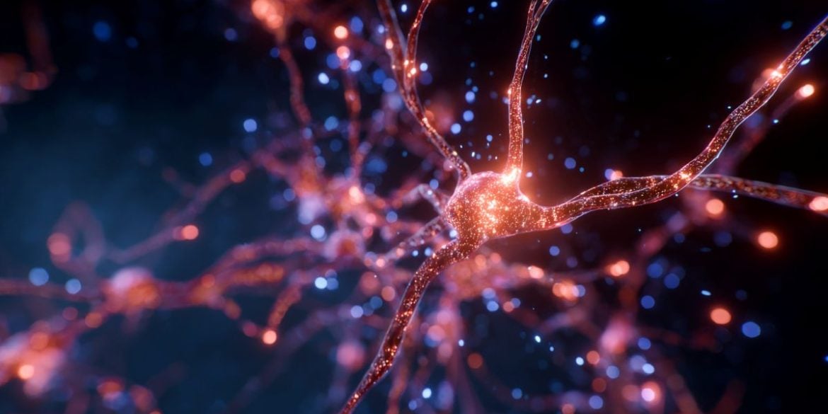 This shows a blood vessel in the brain.