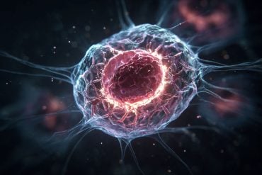 This shows a cell nucleus.