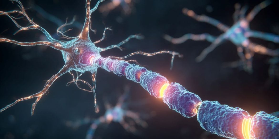 This shows a neuron.