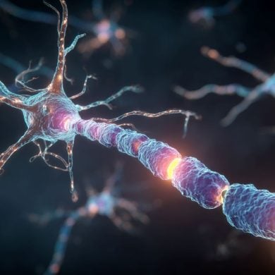 This shows a neuron.