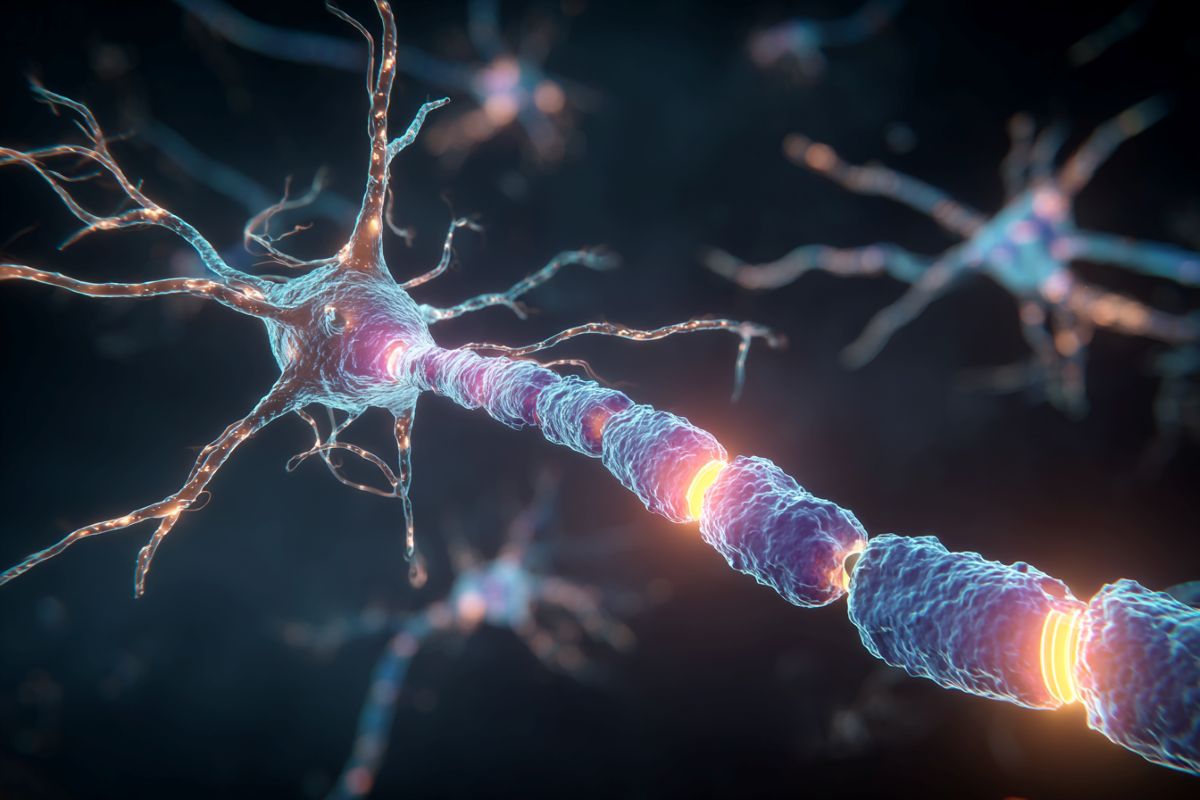 This shows a neuron.