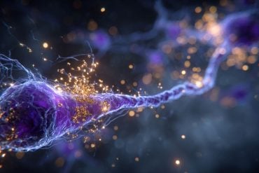 This shows a neuron.