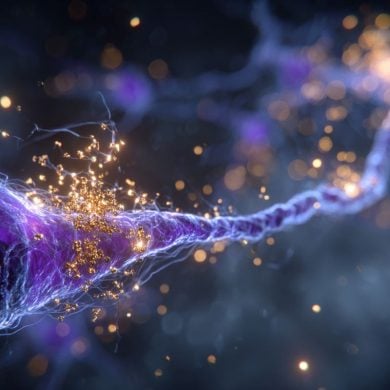 This shows a neuron.