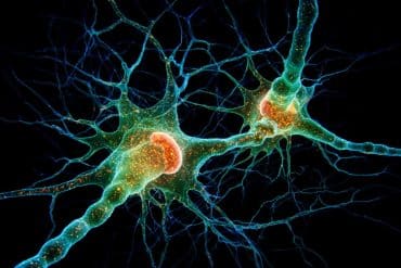 This shows neurons.
