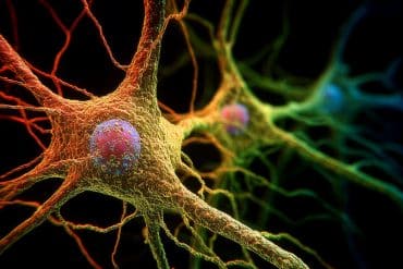 This shows a neuron.