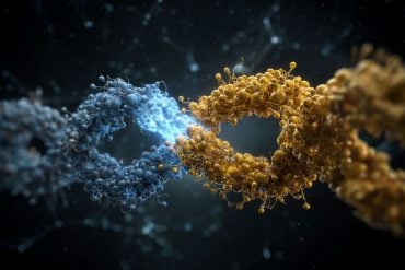 This shows a protein.